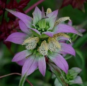 Purple Monarda Punctata Flower seeds for Planting Seasonal Bloomer, Heirloom & GMO Free Seeds for Home Garden seeds for planting