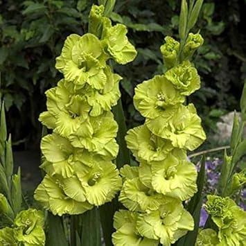 Gladiolus Light Green Flower seeds for Planting Vibrant Colors, Heirloom & GMO Free Seeds for Home Garden seeds for planting