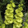 Gladiolus Light Green Flower seeds for Planting Vibrant Colors, Heirloom & GMO Free Seeds for Home Garden seeds for planting