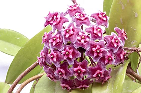High quality Green Red Hoya Flower seeds for Planting Long Bloom Season, Heirloom & GMO Free Seeds for Home Garden seeds pack