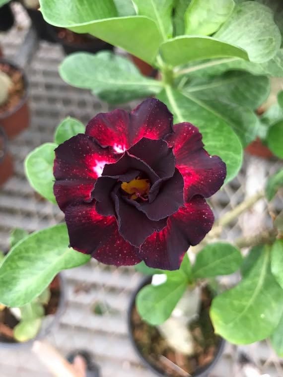 Premium Adenium Flower seeds for Planting Colorful Display, Heirloom & GMO Free Seeds for Home Garden seeds