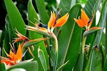 Premium Orange Violet Strelitzia Flower seeds for Planting Compact Growth, Heirloom & GMO Free Seeds for Home Garden seeds