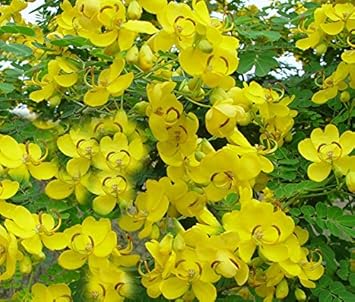 Yellow Cassia Flower seeds for Planting Garden Favorite, Heirloom & GMO Free Seeds for Home Garden seeds for planting