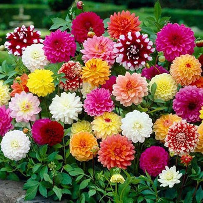 Mixed Color Dahlia Flower Seeds for Planting