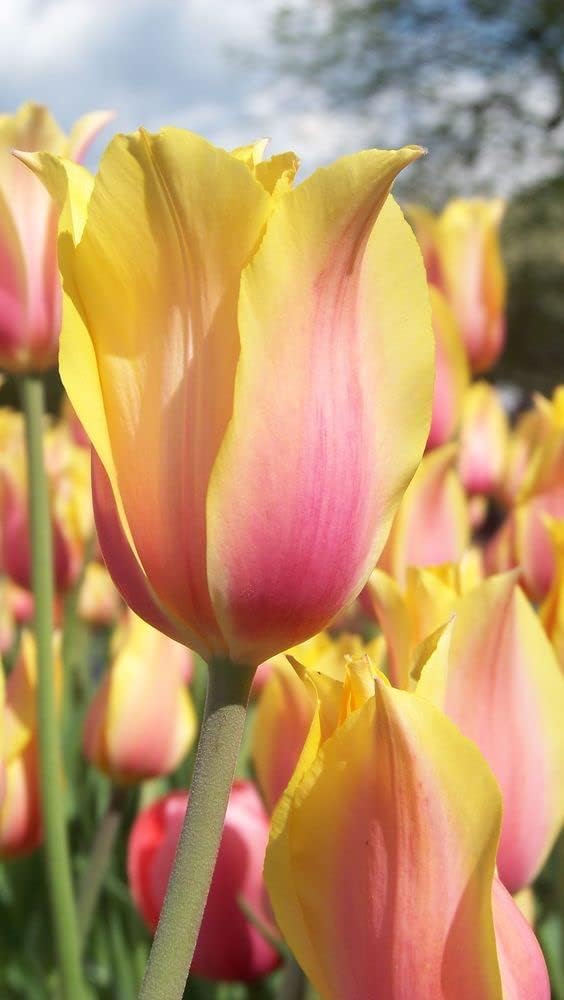 Premium Yellow & Pink Tulip Flower seeds for Planting Perfect for Borders, Heirloom & GMO Free Seeds for Home Garden seeds