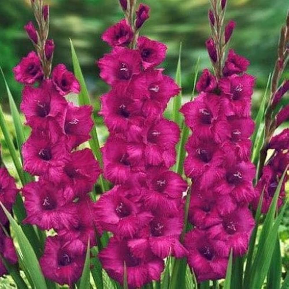 White Purple Gladiolus Flower seeds for Planting Perfect for Borders, Heirloom & GMO Free Seeds for Home Garden vegetable and garden seeds