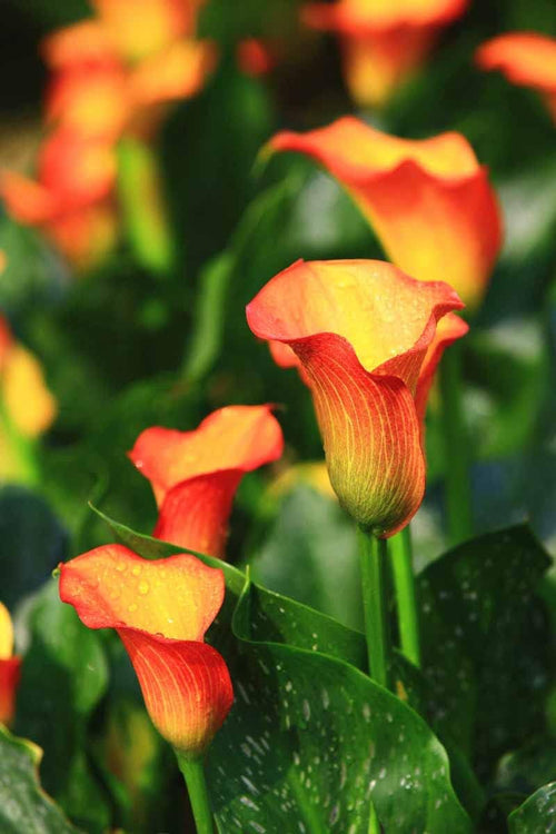 Calla Flower Seeds Red Yellow Flower seeds for Planting Easy to Grow, Heirloom & GMO Free Seeds for Home Garden seeds for planting