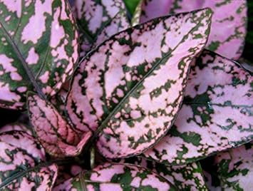 Premium Pink Hypoestes Flower seeds for Planting Sun Loving, Heirloom & GMO Free Seeds for Home Garden seeds