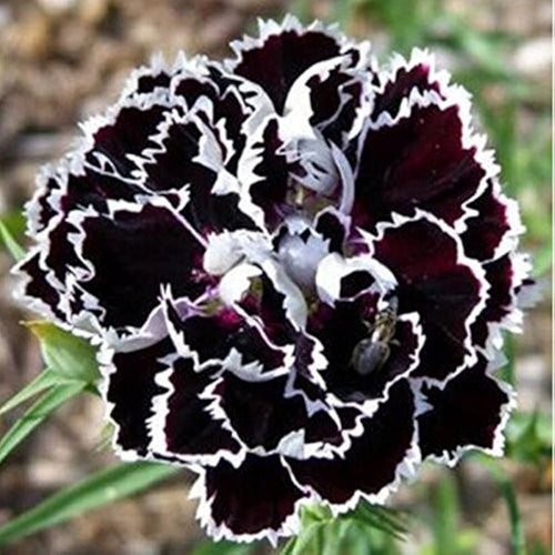 Premium Carnations Black Flower seeds for Planting Drought Tolerant, Heirloom & GMO Free Seeds for Home Garden seeds