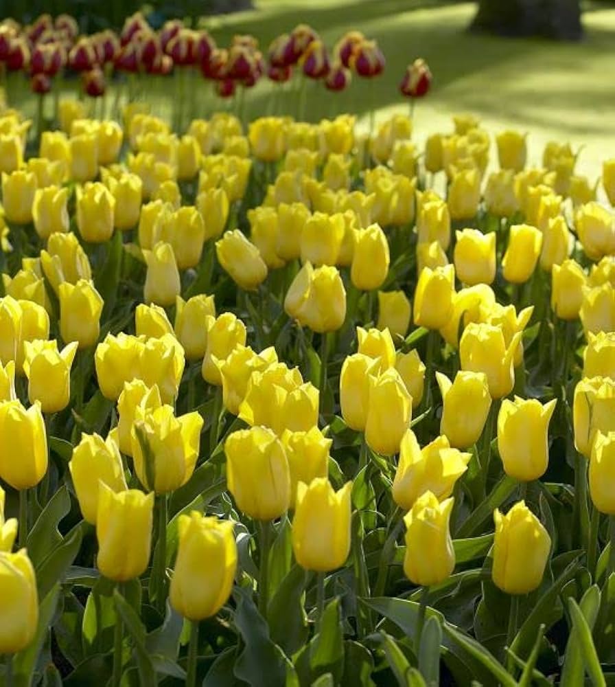 Yellow Tulip Planting Seeds For Gardening