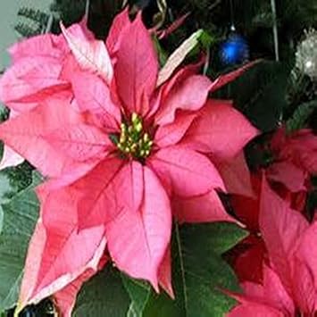 High quality Pink Poinsettia Flower seeds for Planting Low Maintenance, Heirloom & GMO Free Seeds for Home Garden seeds pack