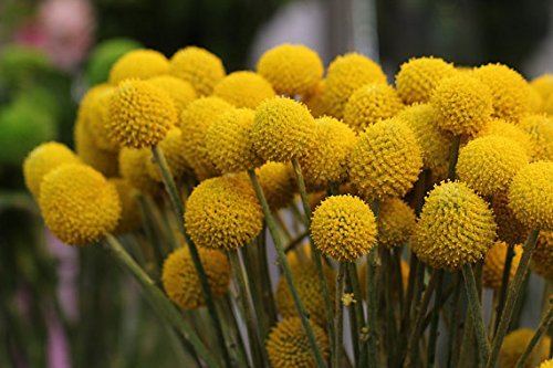 Yellow Balls or Craspedia Flower seeds for Planting Seasonal Bloomer, Heirloom & GMO Free Seeds for Home Garden vegetable and garden seeds