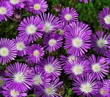 Purple Delosperma Stardust Flower seeds for Planting Cut Flower Favorite, Heirloom & GMO Free Seeds for Home Garden vegetable and garden seeds