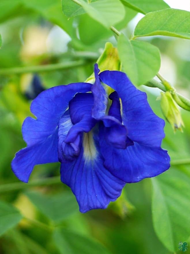 Mix Ternatea Flower seeds for Planting Hardy Variety, Heirloom & GMO Free Seeds for Home Garden vegetable and garden seeds