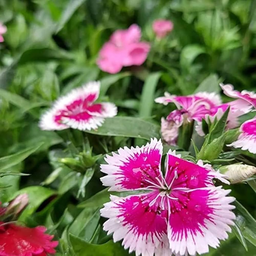 Mixed Wee Willie Dianthus Flower seeds for Planting Colorful Display, Heirloom & GMO Free Seeds for Home Garden vegetable and garden seeds