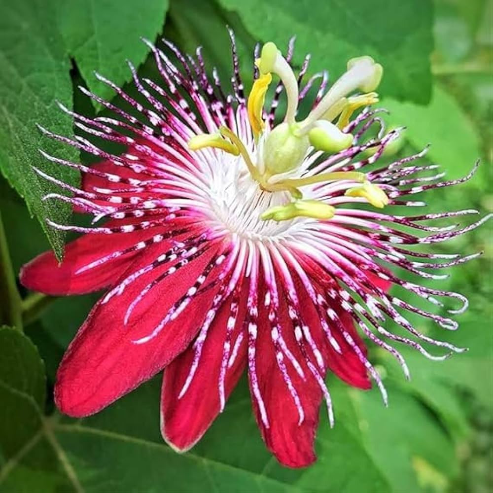 Passion Flower seeds for Planting Pollinator Friendly, Heirloom & GMO Free Seeds for Home Garden seeds for planting