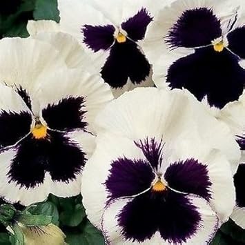 White & Black Pansy Flower seeds for Planting Perfect for Borders, Heirloom & GMO Free Seeds for Home Garden seeds for planting