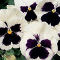 White & Black Pansy Flower seeds for Planting Perfect for Borders, Heirloom & GMO Free Seeds for Home Garden seeds for planting