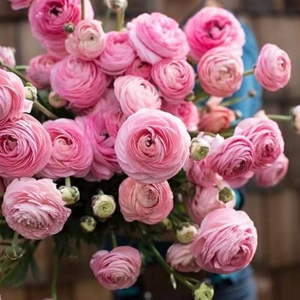 Ranunculus Baby Pink Flower seeds for Planting Garden Favorite, Heirloom & GMO Free Seeds for Home Garden seeds for planting