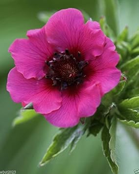 Pink Miss Willmott Flower seeds for Planting Low Maintenance, Heirloom & GMO Free Seeds for Home Garden seeds for planting