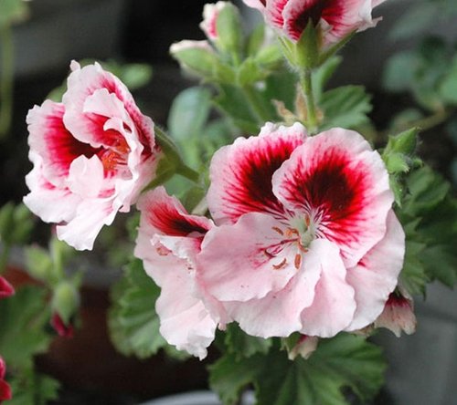 Pink White Univalve Flower seeds for Planting Easy to Grow, Heirloom & GMO Free Seeds for Home Garden seeds for planting