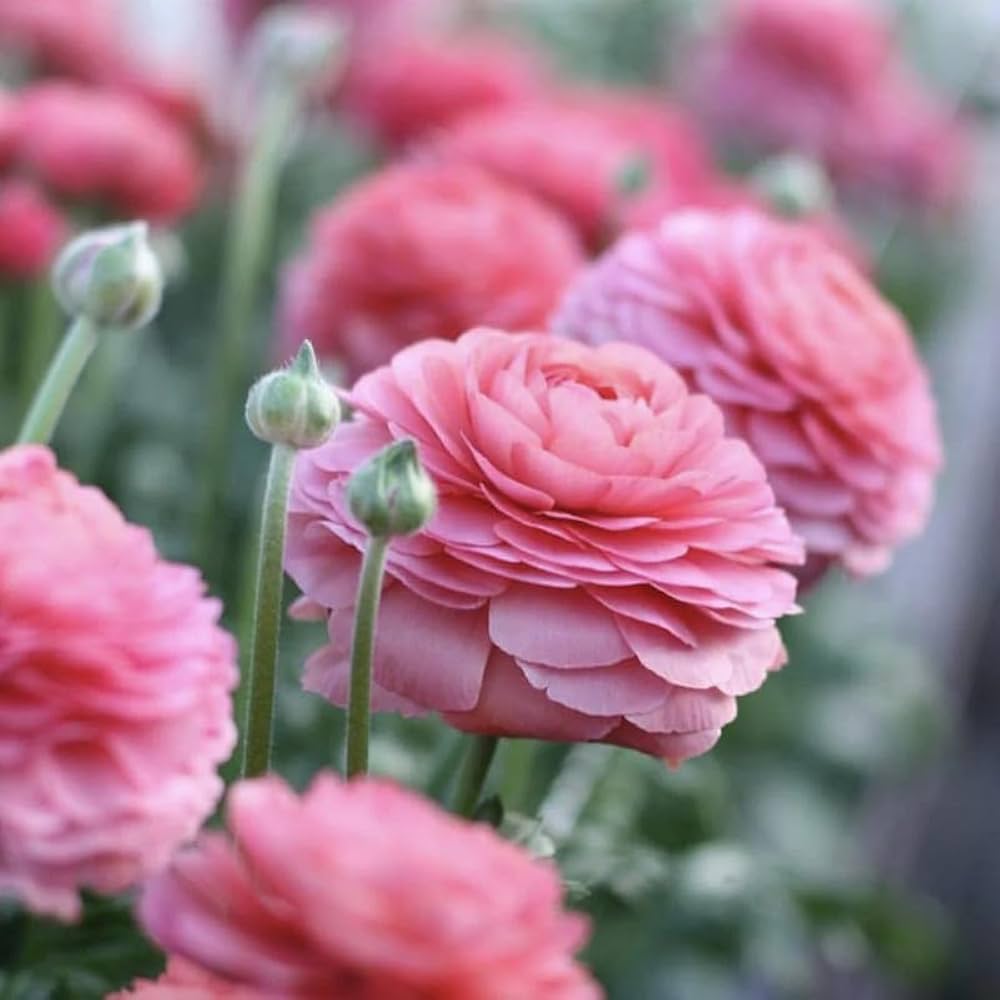 Baby Pink Ranunculus Flower seeds for Planting Cottage Garden Essential Heirloom & GMO Free Seeds for Home Garden