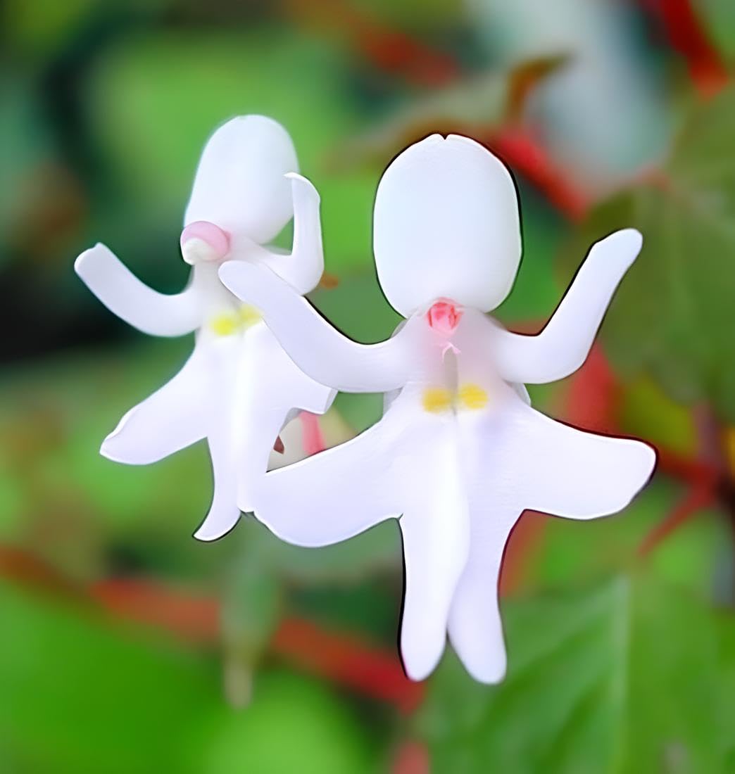 Baby Face Orchid Flower seeds for Planting Perfect for Borders, Heirloom & GMO Free Seeds for Home Garden seeds for planting