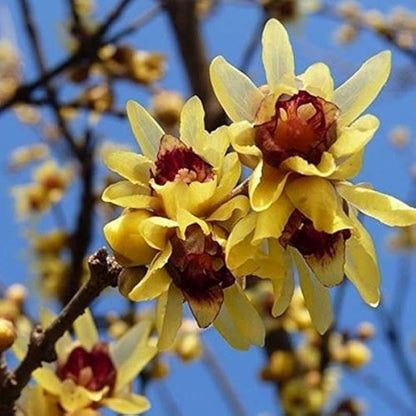 Chimonanthus Praecox Flower seeds for Planting Pollinator Friendly Heirloom & GMO Free Seeds for Home Garden
