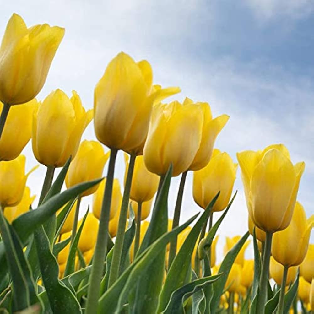 Premium Light Yellow Tulip Flower seeds for Planting Shade Tolerant, Heirloom & GMO Free Seeds for Home Garden seeds