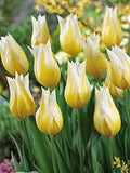 Yellow White Tulip Flower seeds for Planting Shade Tolerant, Heirloom & GMO Free Seeds for Home Garden seeds for planting