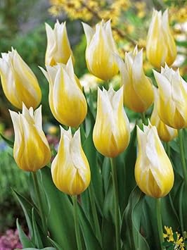 Yellow White Tulip Flower seeds for Planting Shade Tolerant, Heirloom & GMO Free Seeds for Home Garden seeds for planting