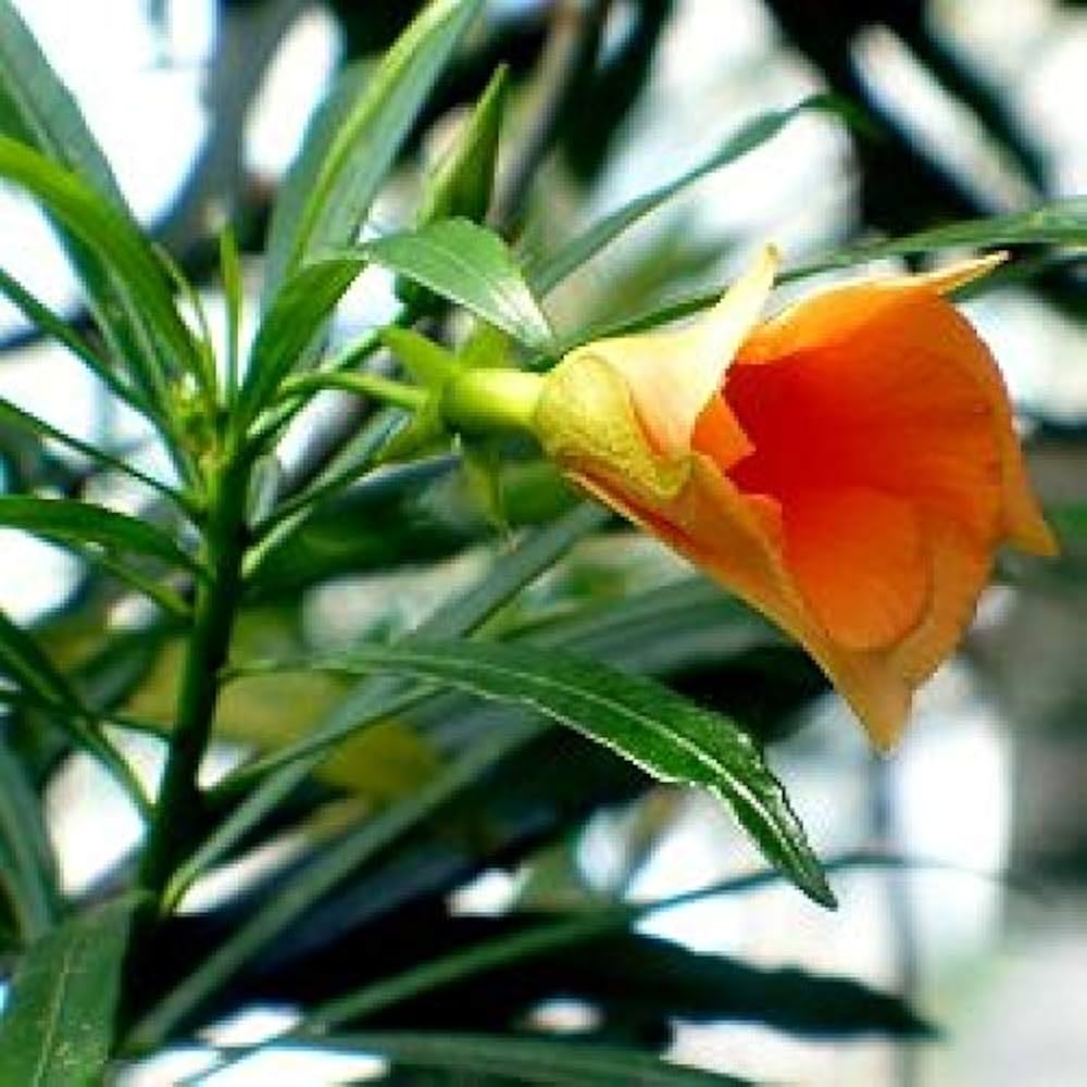 Premium Yellow Alpine Bottlebrush Flower seeds for Planting Hardy Variety, Heirloom & GMO Free Seeds for Home Garden seeds