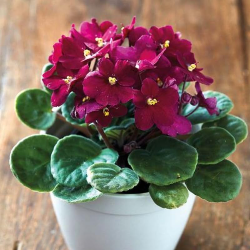 Burgundy Saintpaulia Flower seeds for Planting Vibrant Colors, Heirloom & GMO Free Seeds for Home Garden vegetable and garden seeds