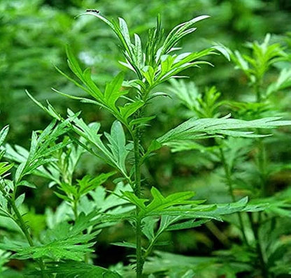 Artemisia Argyi Flower seeds for Planting - Cottage Garden Essential, Heirloom & GMO Free Seeds for Home Garden