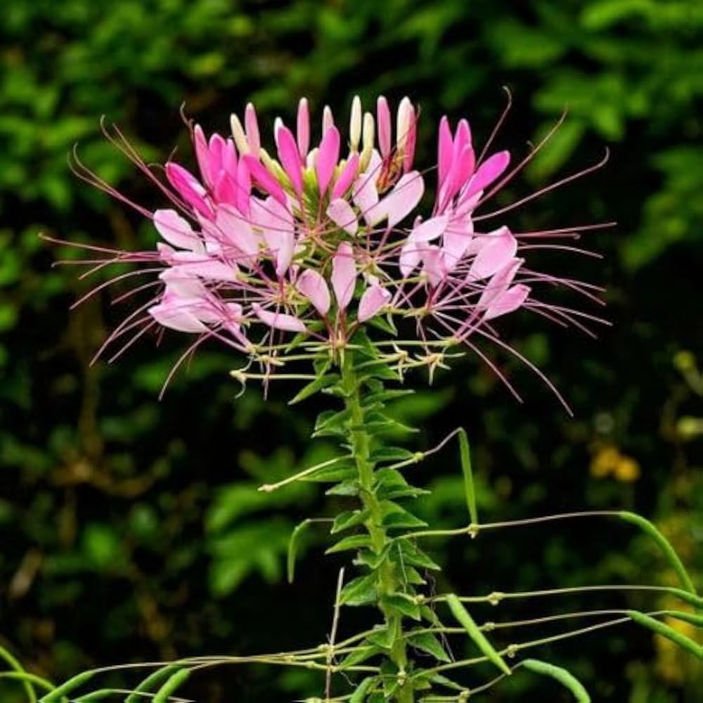 Cleome Flower seeds for Planting Shade Tolerant Heirloom & GMO Free Seeds for Home Garden