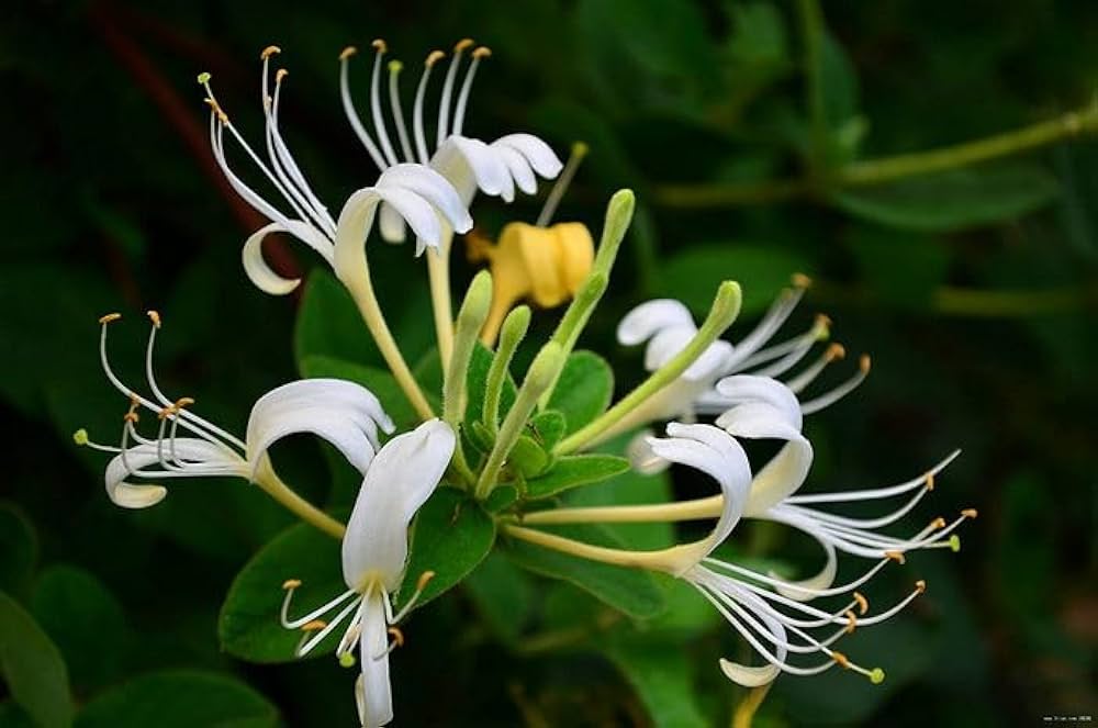 Lonicera Flower seeds for Planting Wildflower Mix Heirloom & GMO Free Seeds for Home Garden