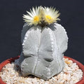 Astrophytum Myriosrigma Flower seeds for Planting Fragrant Blossoms, Heirloom & GMO Free Seeds for Home Garden seeds for planting
