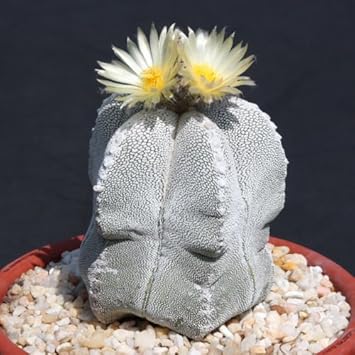 Astrophytum Myriosrigma Flower seeds for Planting Fragrant Blossoms, Heirloom & GMO Free Seeds for Home Garden seeds for planting