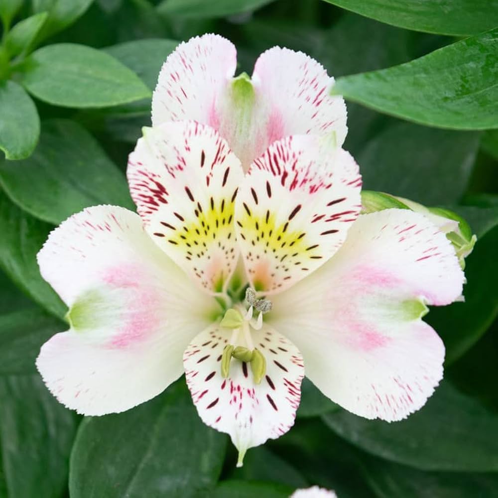 "Alstroemeria Flower seeds for Planting Bright Blooms Heirloom & GMO Free Seeds for Home Garden