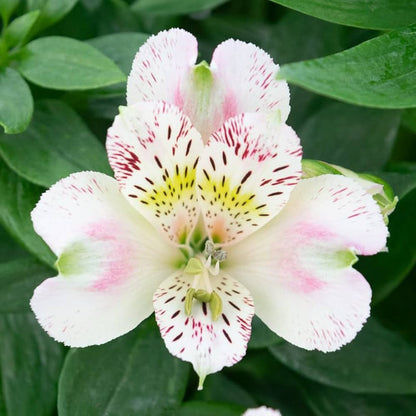 "Alstroemeria Flower seeds for Planting Bright Blooms Heirloom & GMO Free Seeds for Home Garden