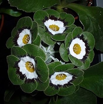 Green White Primrose Flower seeds for Planting Perfect for Borders, Heirloom & GMO Free Seeds for Home Garden seeds for planting