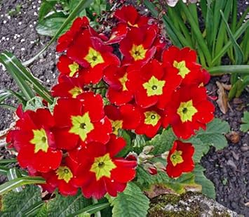 Primula Malacoides Red Flower seeds for Planting Compact Growth, Heirloom & GMO Free Seeds for Home Garden seeds for planting