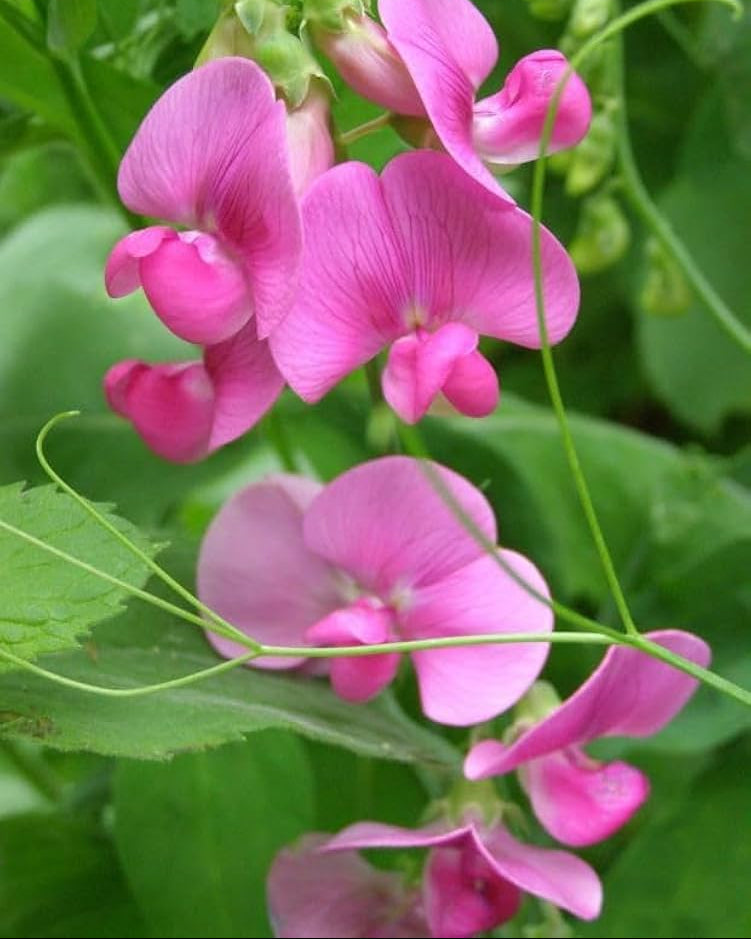 Premium Sweet Peas Flower seeds for Planting Long Bloom Season, Heirloom & GMO Free Seeds for Home Garden seeds