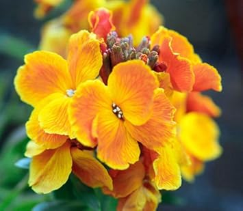Orange Wallflower Flower seeds for Planting Drought Tolerant, Heirloom & GMO Free Seeds for Home Garden seeds for planting