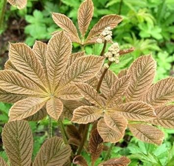 Brown Rodgersia Henrici Flower seeds for Planting Premium Quality, Heirloom & GMO Free Seeds for Home Garden seeds for planting