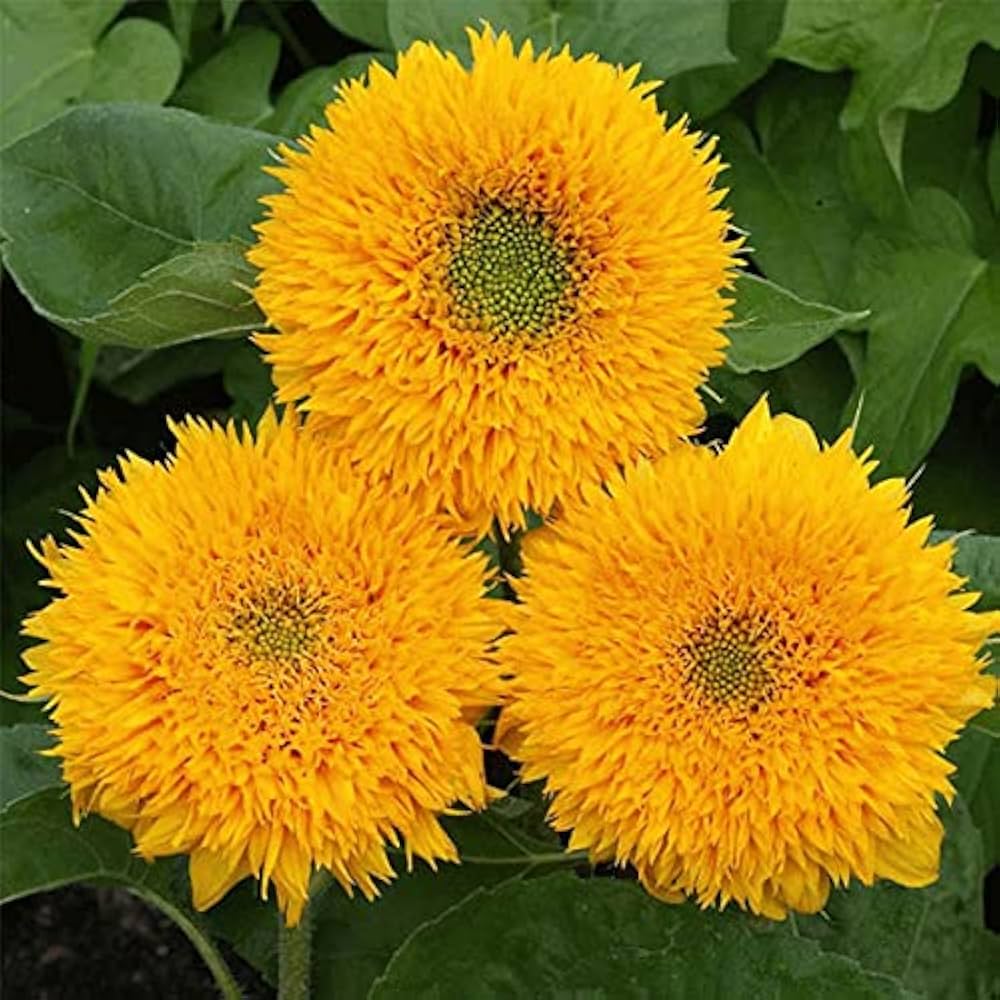 Premium Yellow Bear SunFlower seeds for Planting Fragrant Blossoms, Heirloom & GMO Free Seeds for Home Garden seeds