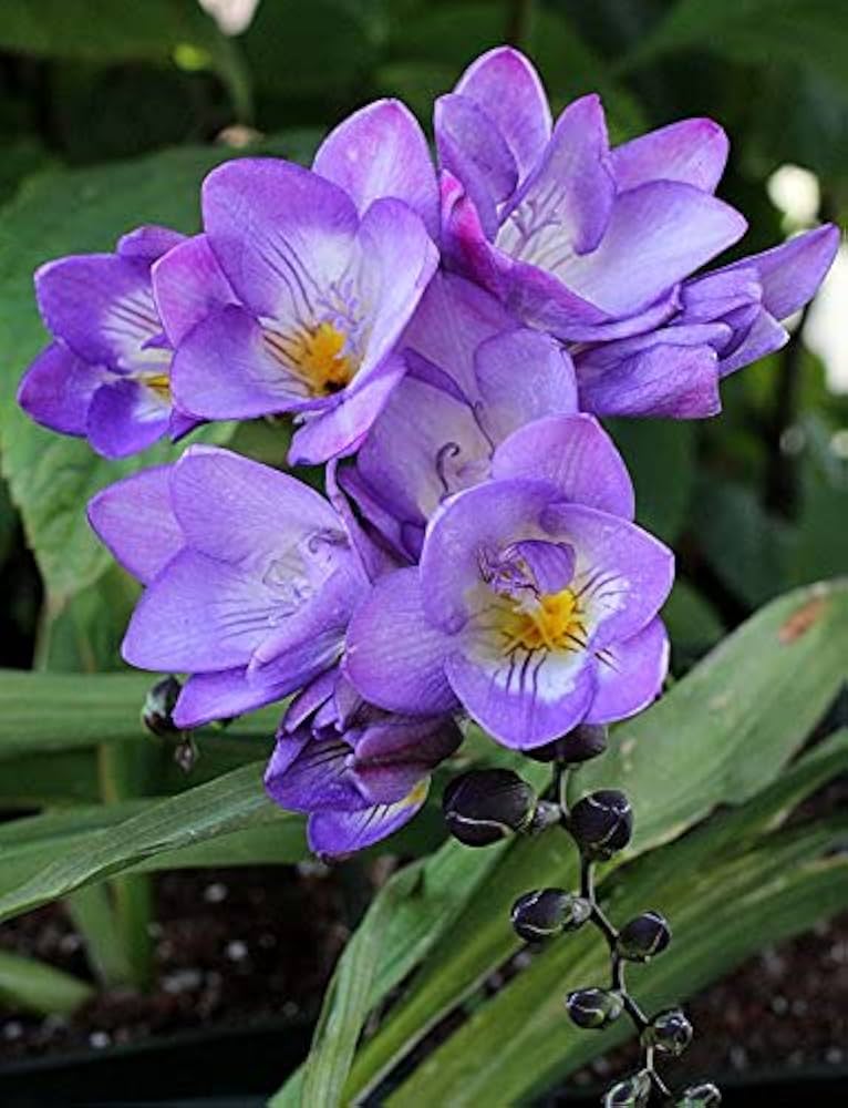 Premium Lavender Freesia Flower seeds for Planting Pollinator Friendly, Heirloom & GMO Free Seeds for Home Garden seeds