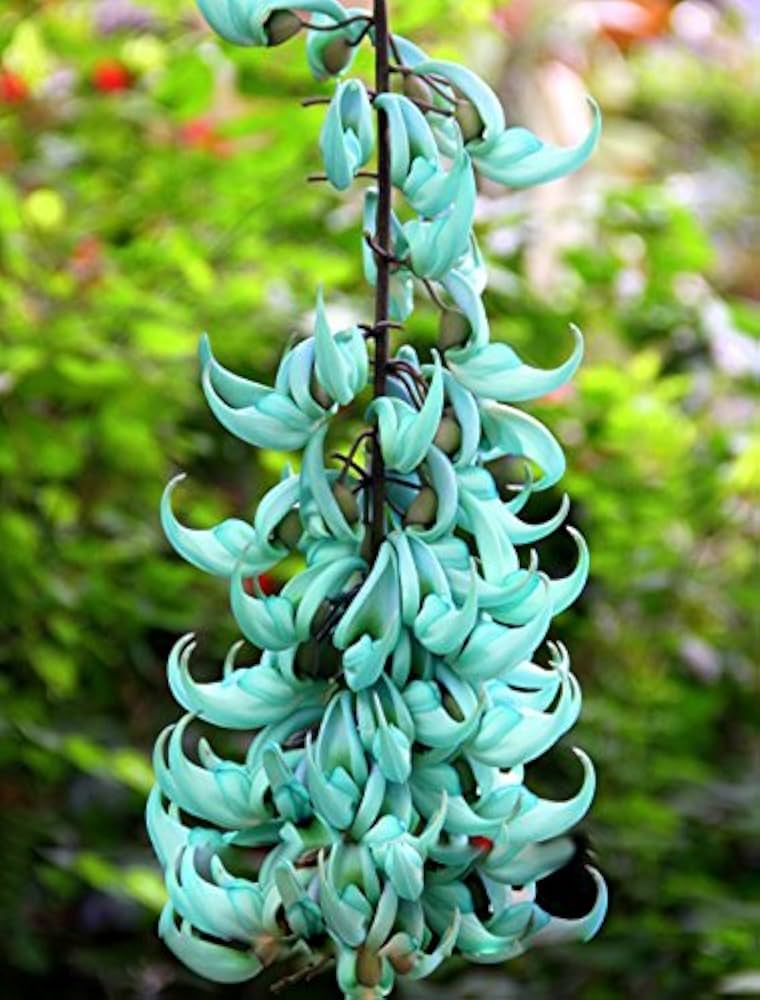 Jade Green Flower seeds for Planting Long Bloom Season, Heirloom & GMO Free Seeds for Home Garden seeds for planting