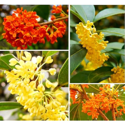 Osmanthus Flower seeds for Planting Colorful Display Heirloom & GMO Free Seeds for Home Garden