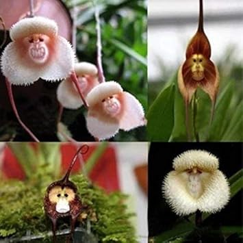 Mixed Monkey Orchid Flower seeds for Planting Garden Favorite, Heirloom & GMO Free Seeds for Home Garden seeds for planting